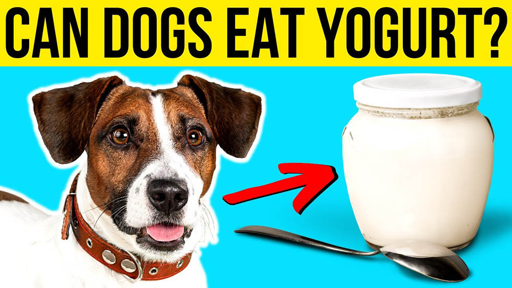 Can Dogs Eat Yogurt Can Dogs Eat Yogurt? [Benefits & Harms]