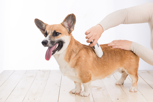 are corgi dogs high maintenance Are Corgi Dogs High Maintenance? [Facts & Tips]