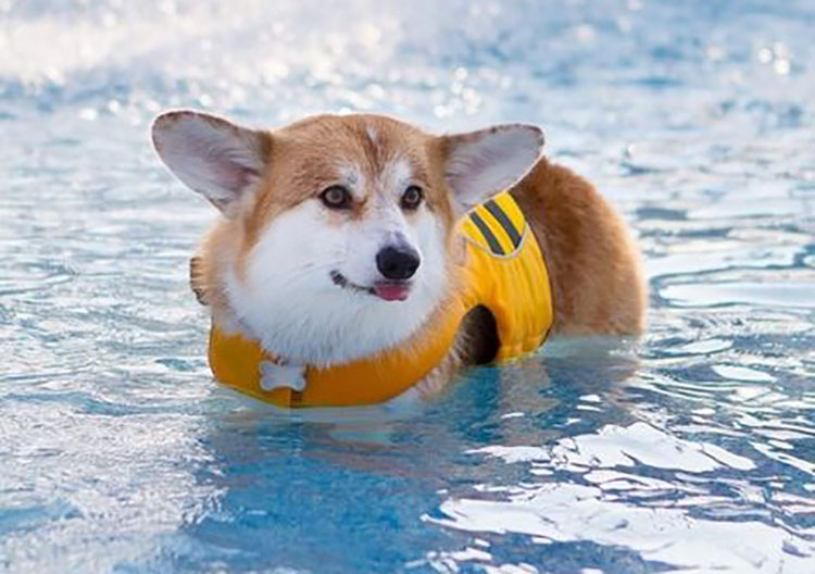 are corgis good swimmers Are Corgis Good Swimmers? [Why & Tips]