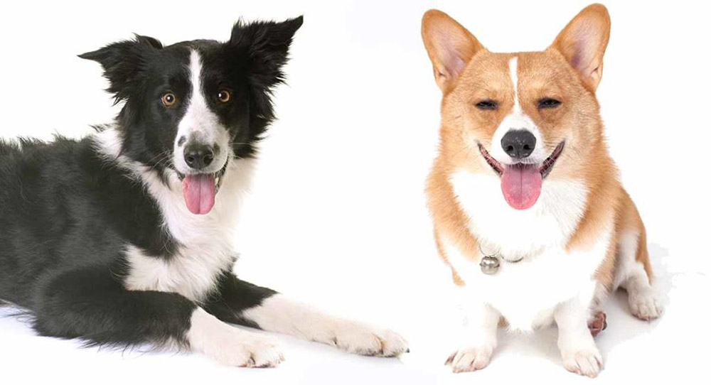 are corgis good with other dogs Are Corgis Good With Other Dogs? [Facts & Tips To Do It]