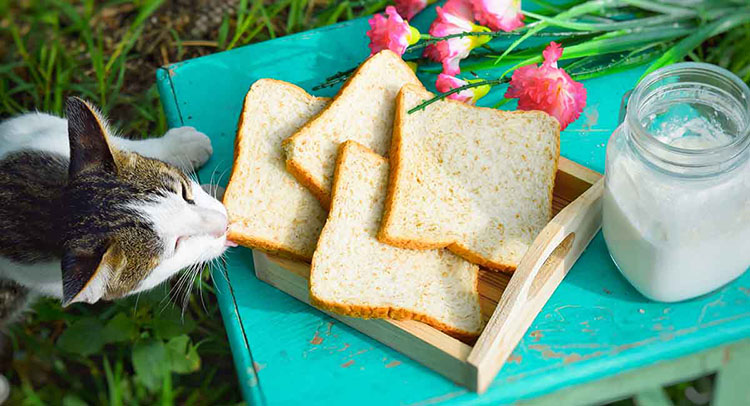 can cats eat toast Can Cats Eat Toast? [Benefits & Harms]