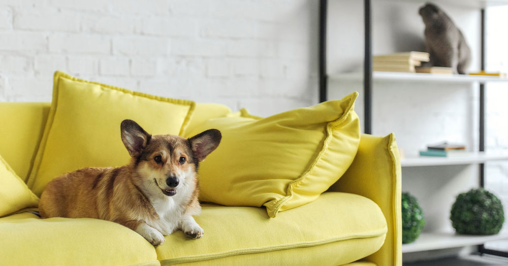 can corgis live in apartments Can Corgis Live In Apartments? [Is This Possible?]