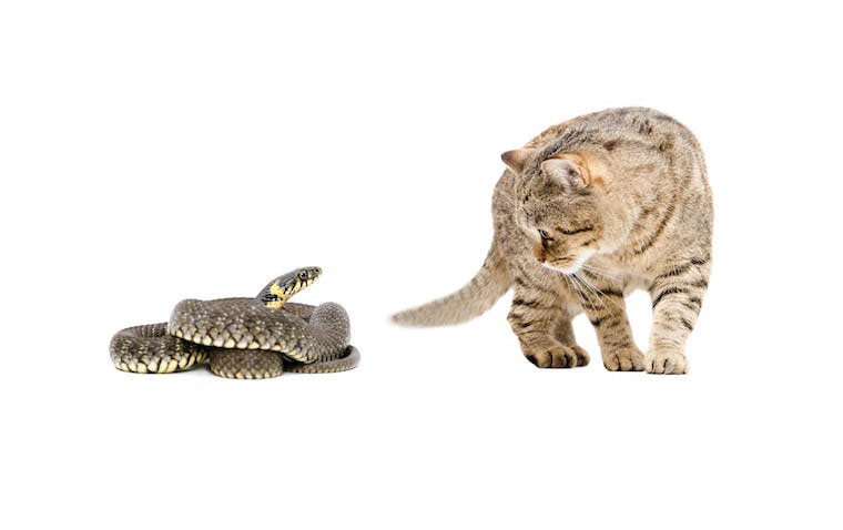 can snakes and cats live together Can Snakes And Cats Live Together? [Why & solutions]