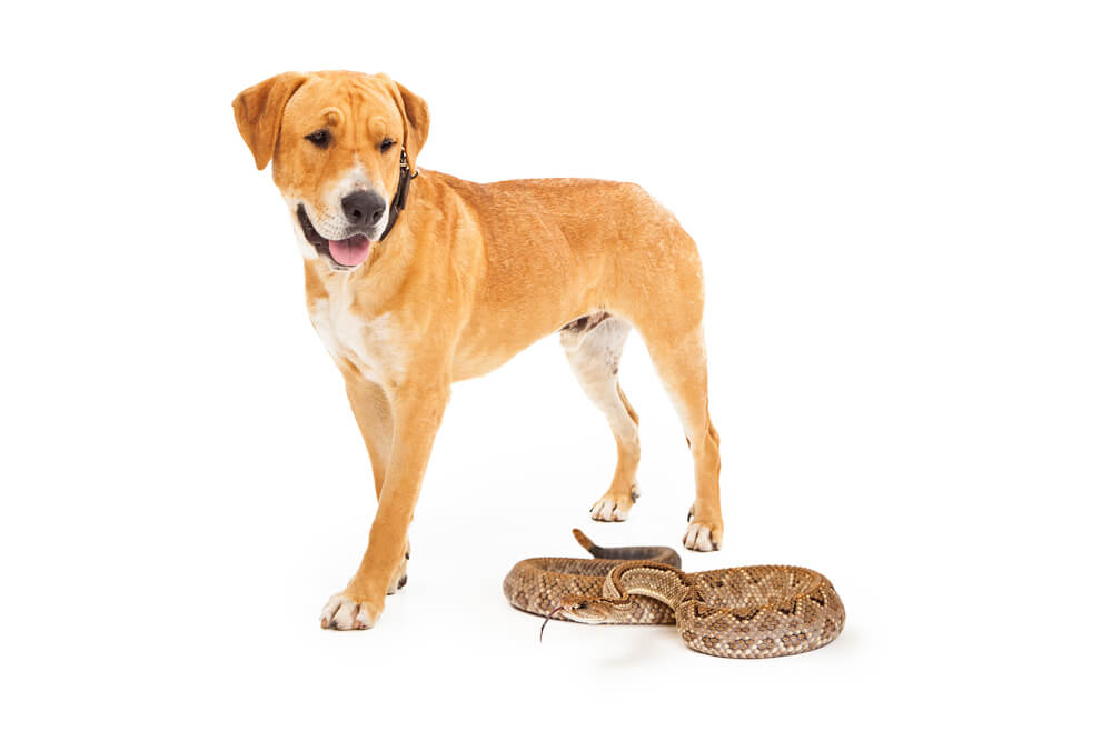 can snakes and dogs be friends Can Snakes And Dogs Be Friends? [Why & Tips]