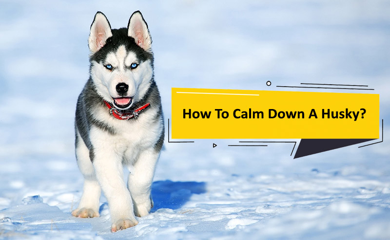 how to calm down a husky How To Calm Down A Husky? [Why & Tips]