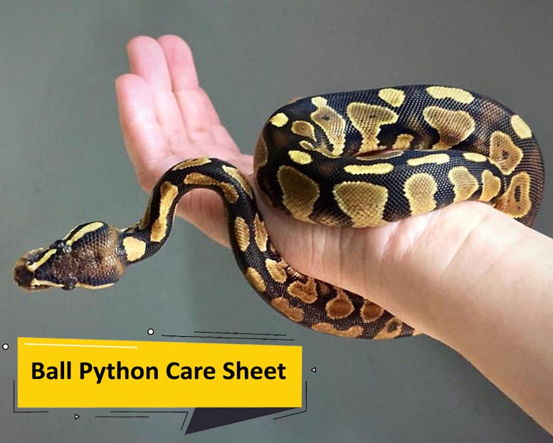 ball python care sheet Ball Python Care Sheet [Complete Guide]