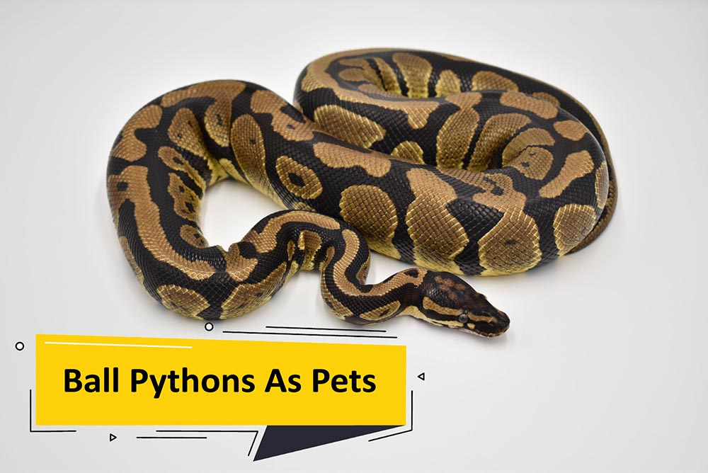 ball pythons as pets Ball Pythons As Pets [Complete Guide]