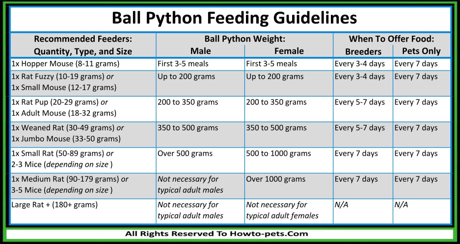 how often to feed ball python 1 How Often To Feed Ball Python? [With Chart & Tips]