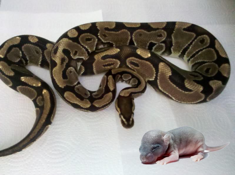 how often to feed ball python How Often To Feed Ball Python? [With Chart & Tips]