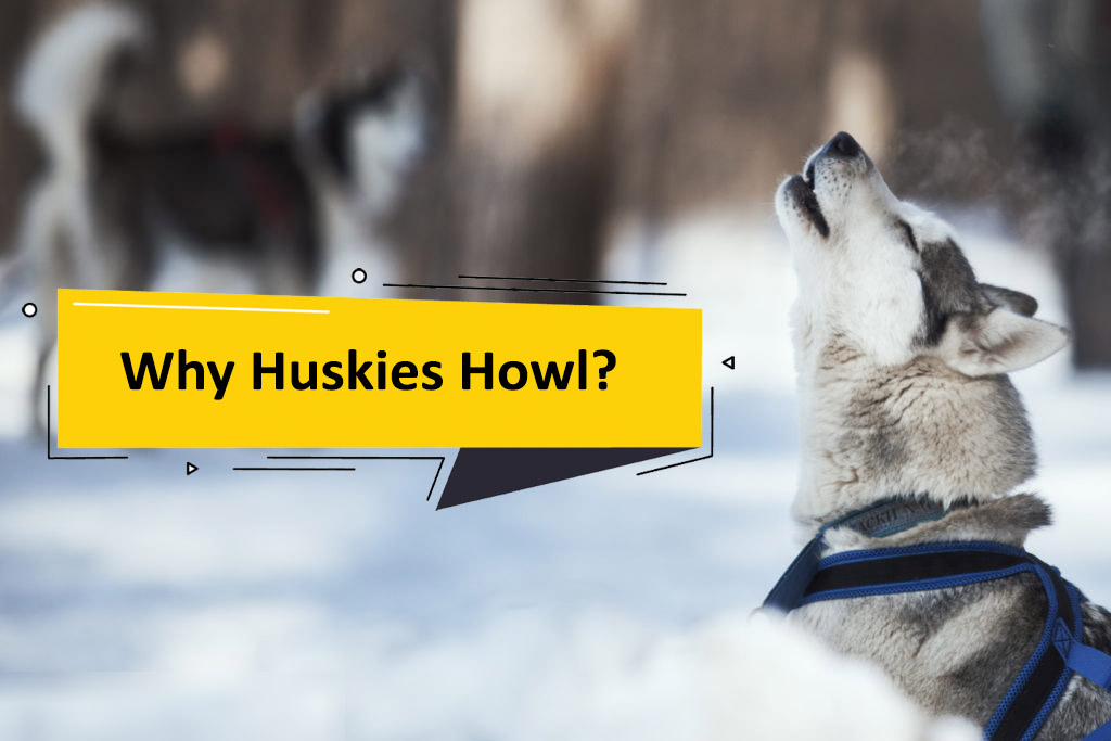 why huskies howl Why Do Huskies Howl? [All The Reasons]