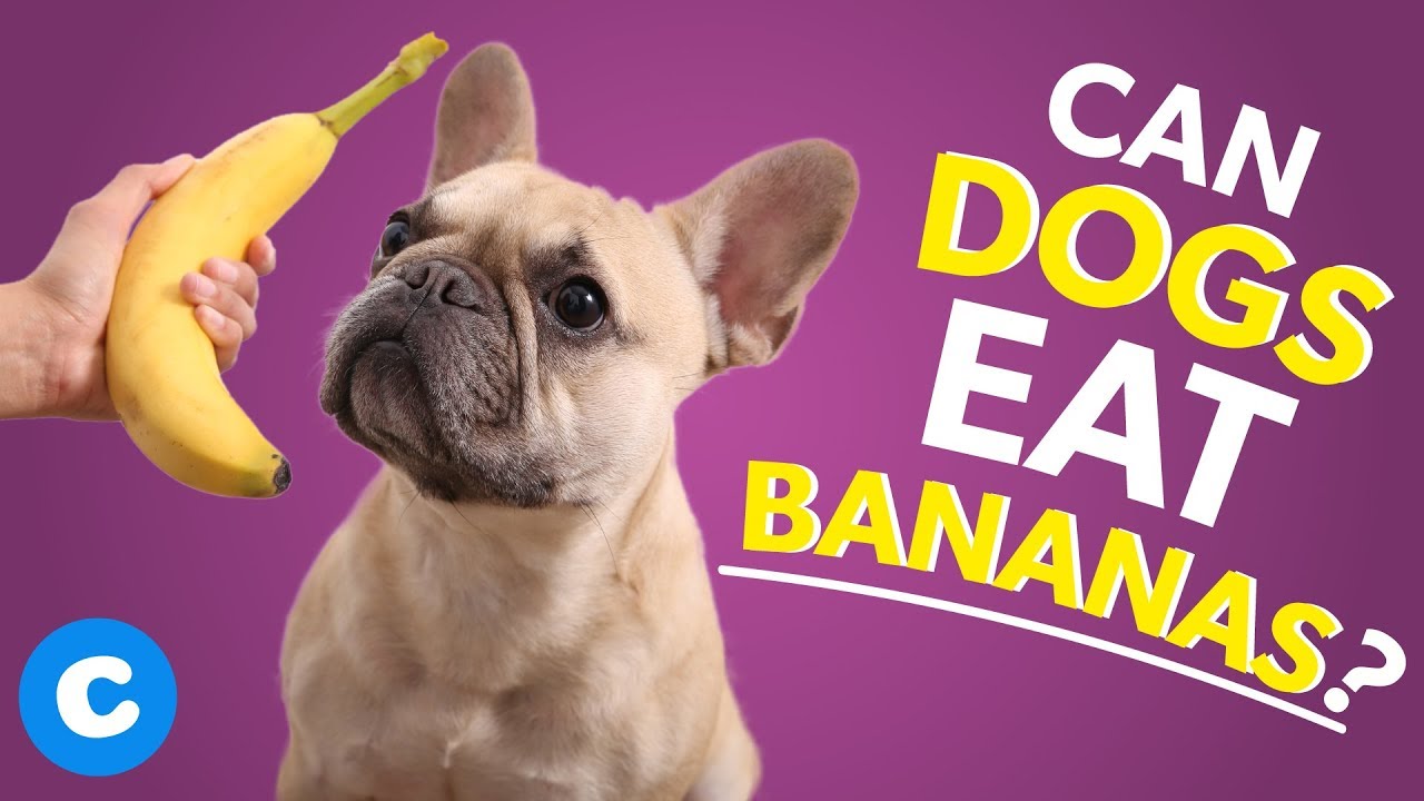 can dogs eat bananas Can Dogs Eat Bananas? Are Bananas Safe for Dogs?