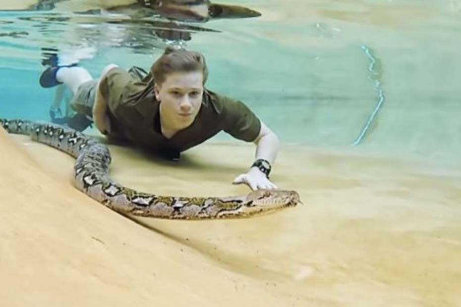 can ball pythons swim Can Ball Pythons Swim? [Can Snakes Swim?]