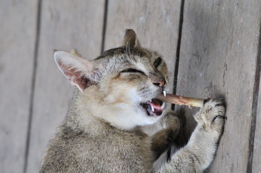 can cats eat cooked bones Can Cats Eat Cooked Bones? [Can Cats Eat Chicken Bones Cooked?]