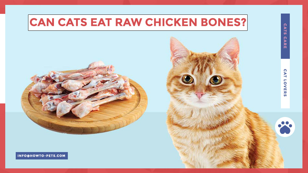 can cats eat raw chicken bones Can Cats Eat Raw Chicken Bones? [Reasons & Tips]