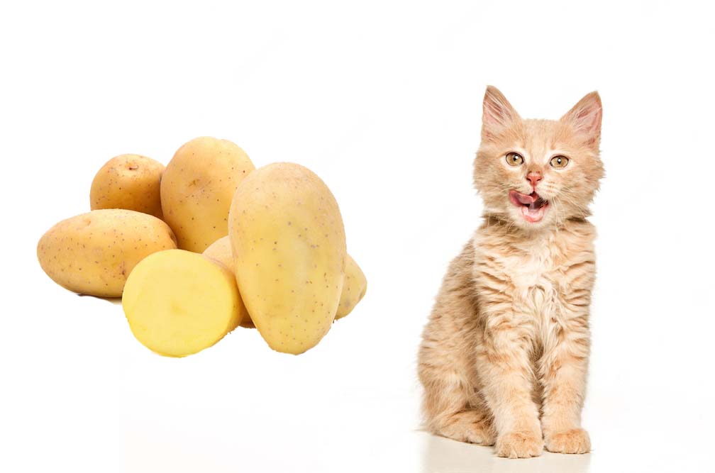 can cats eat raw potatoes Can Cats Eat Raw Potatoes? [Why & Tips]