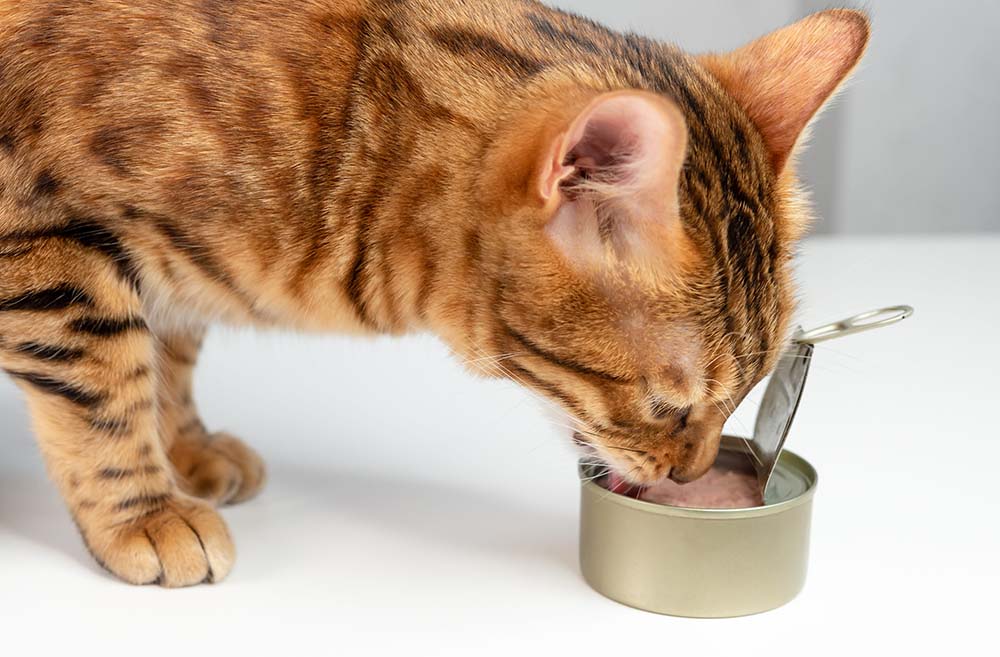 can cats eat tuna Can Cats Eat Tuna? [Is Eat Tuna Every Day Safe for Cats?]