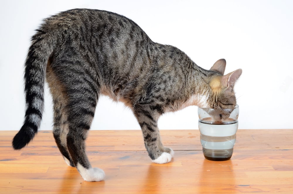 can cats get sick from drinking cold water Can Cats Get Sick From Drinking Cold Water? [Why & Tips]
