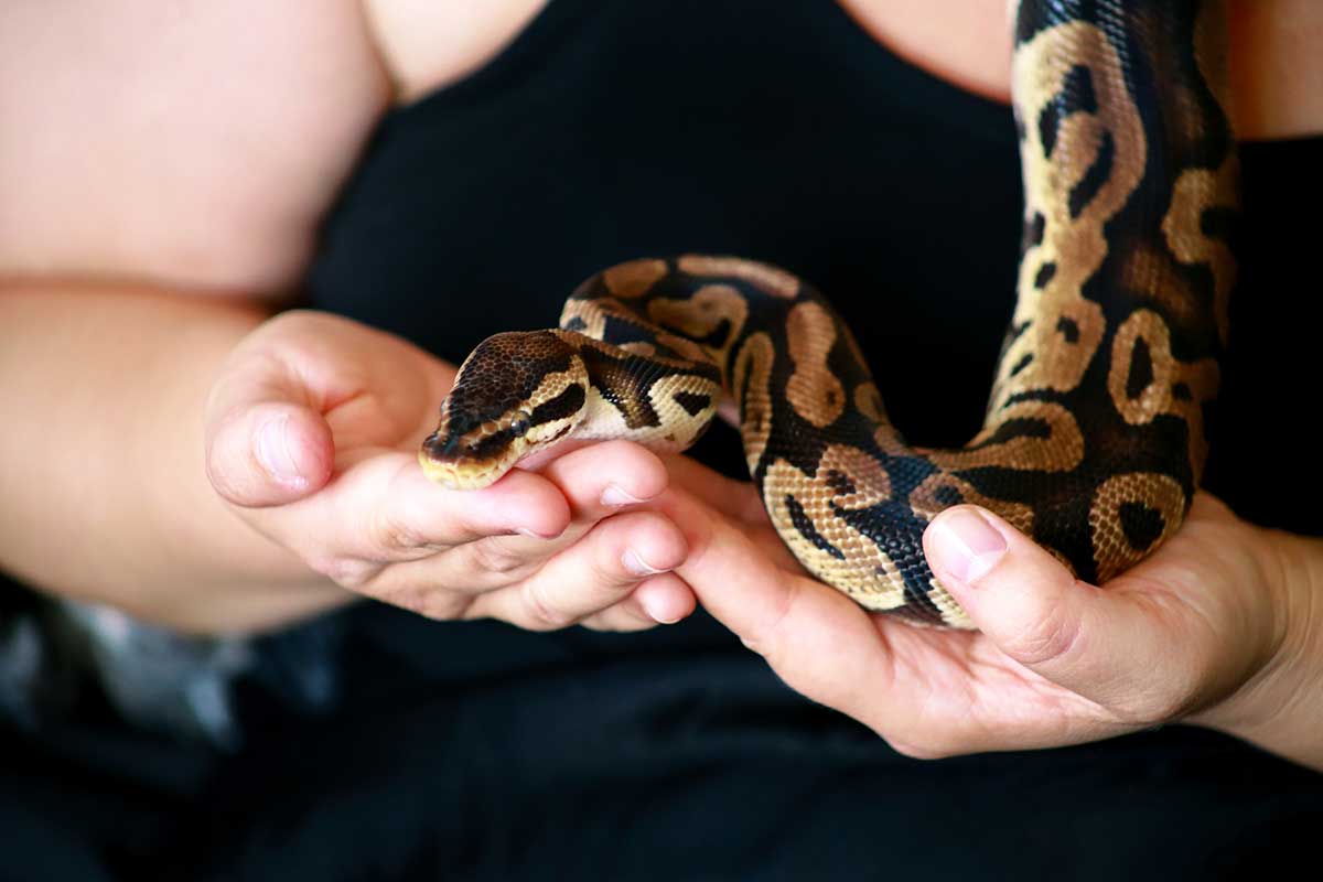 do ball pythons recognize their owners Do Ball Pythons Recognize Their Owners? [Read The Truth]
