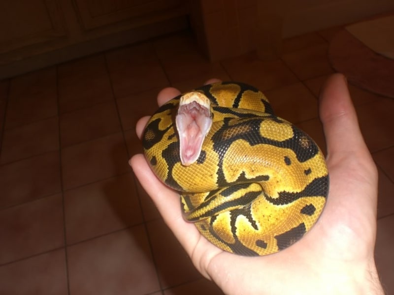 why do ball pythons yawn Why Do Ball Pythons Yawn? [All The Reasons]