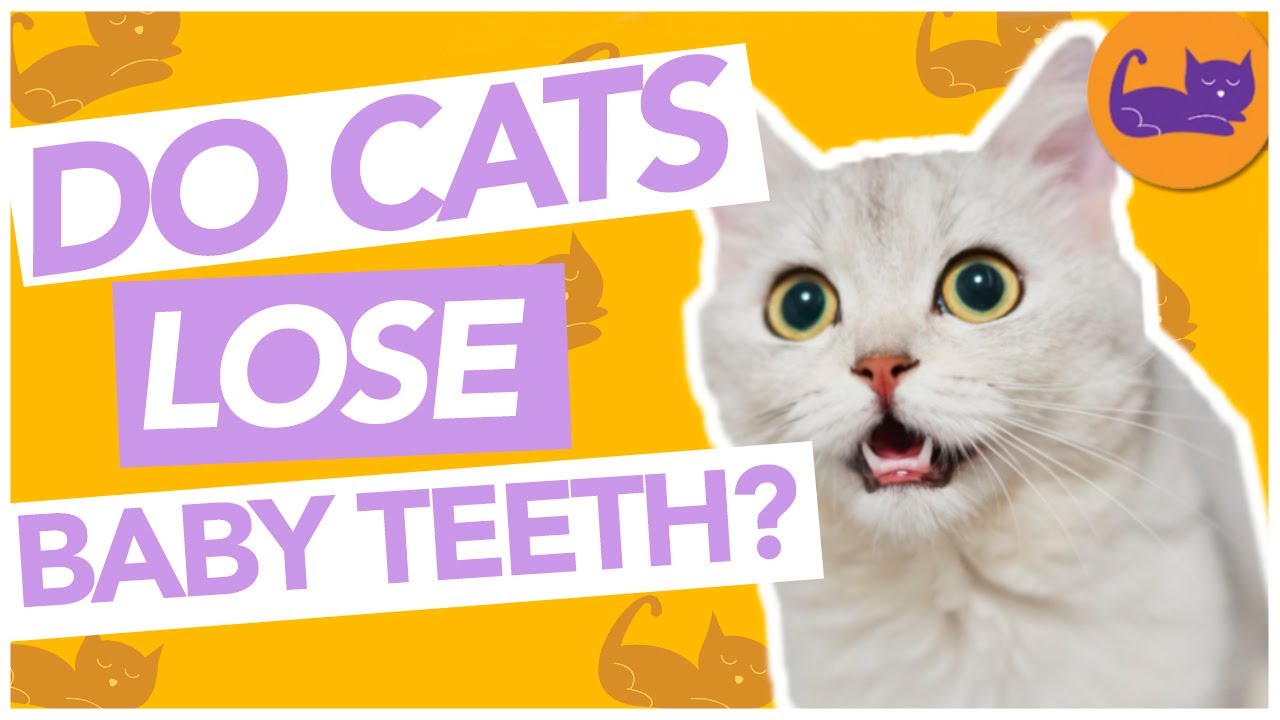 at what age do cats lose their baby teeth At What Age Do Cats Lose Their Baby Teeth? [All You Need To Know]