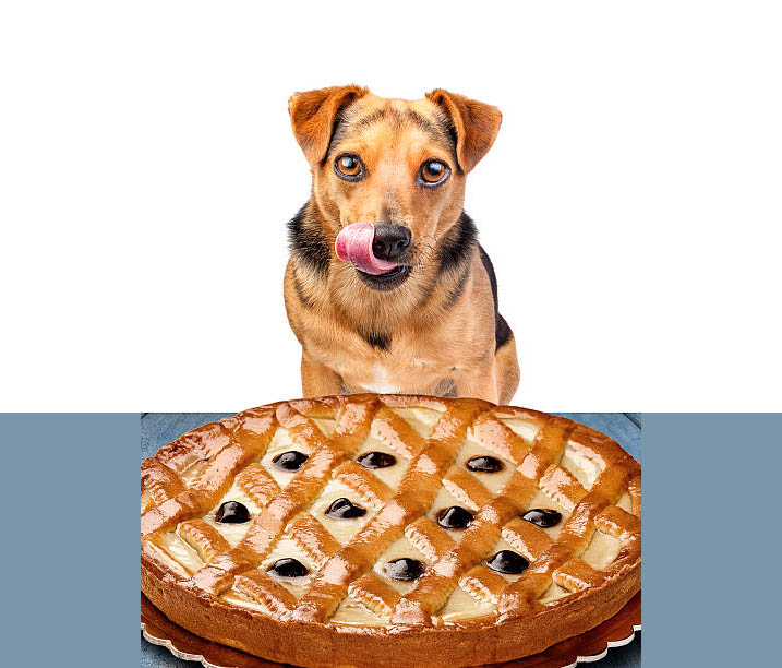 can dogs eat blueberry pie Can Dogs Eat Blueberry Pie? [Why & Why Not]