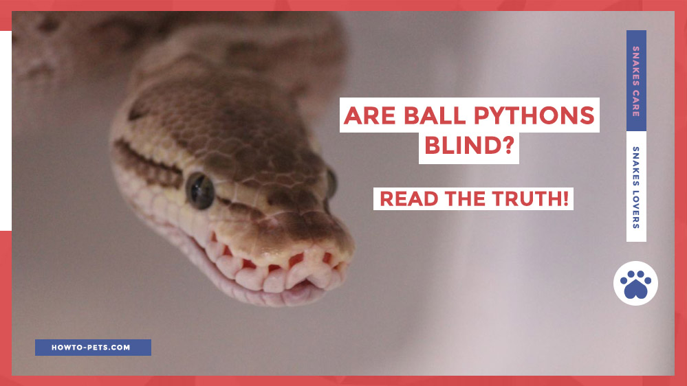are ball pythons blind Are Ball Pythons Blind? [Read The Truth]