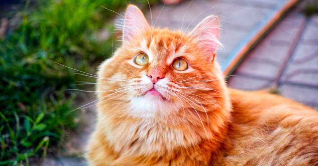 are orange cats dumb Are Orange Cats Dumb? [Is That True & Why]