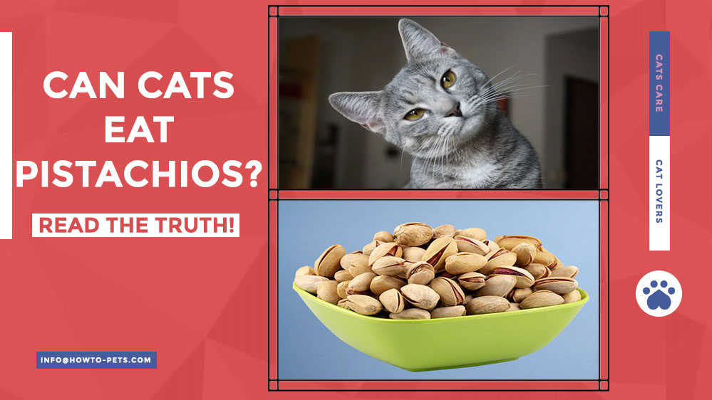 can cats eat pistachios Can Cats Eat Pistachios? [Are Pistachios Safe For Cats?]