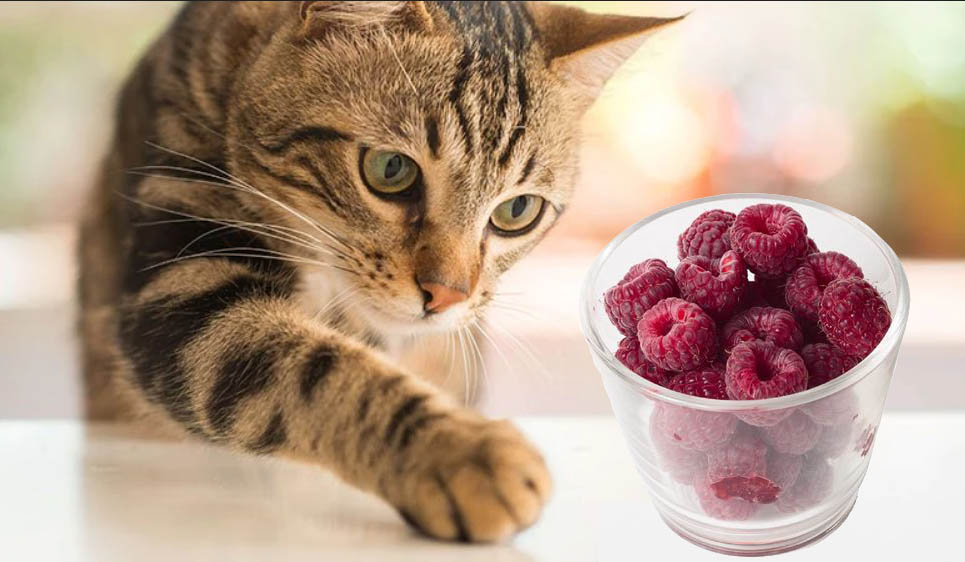 can cats eat raspberries Can Cats Eat Raspberries? [Are Raspberries Safe For Cats?]