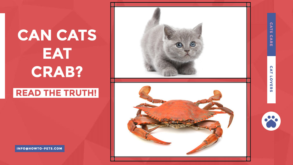 can cats eat crab Can Cats Eat Crab? [Raw Crab Meat Or Cooked?]