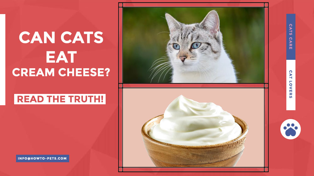 can cats eat cream cheese Can Cats Eat Cream Cheese? [The Risks, Benefits, and Alternatives]