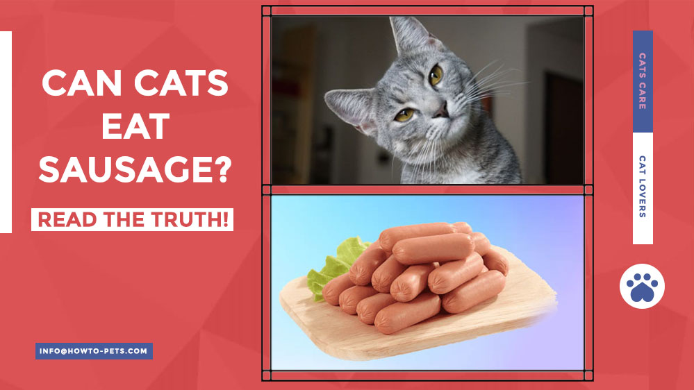 can cats eat sausage Can Cats Eat Sausage? [Is Sausage Safe For Cats?]