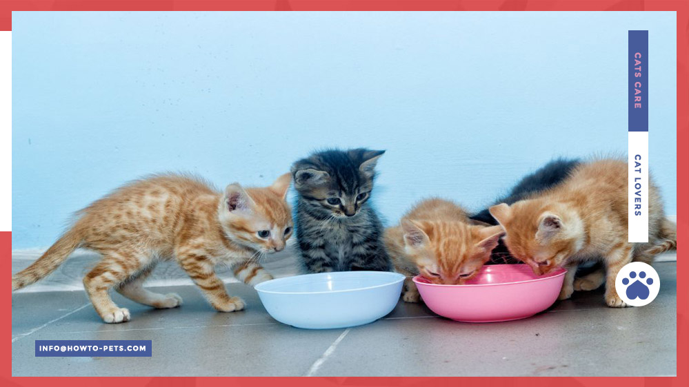 how many kittens can a cat have How Many Kittens Can A Cat Have? [The Complete Guide]