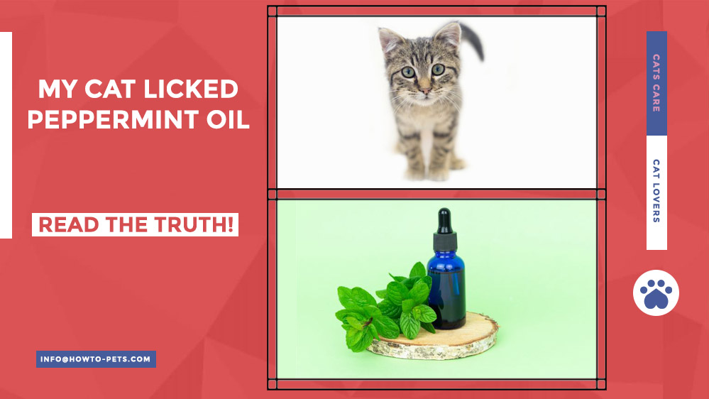 my cat licked peppermint oil My Cat Licked Peppermint Oil [What should you do]