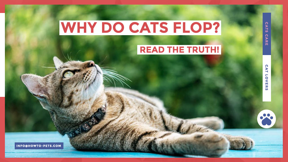 why do cats flop Why Do Cats Flop? [Read All The Reasons]