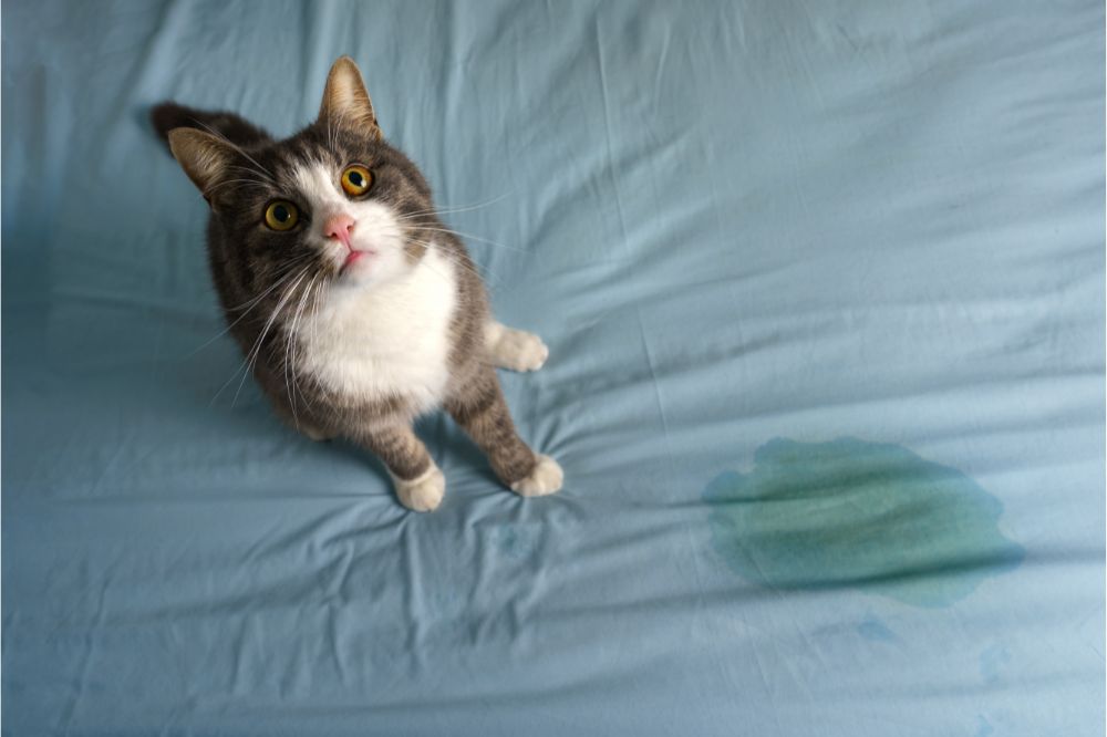 do subcutaneous fluids make cats pee Do Subcutaneous Fluids Make Cats Pee? [ How Often Does Cat Pee After Subcutaneous Fluid? ]