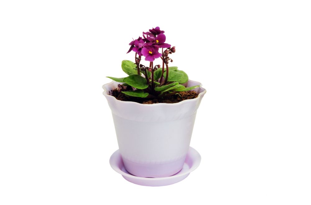 African Violet 12 Plants Safe For Cats With pictures [Indoor and Outdoor and Low Light]