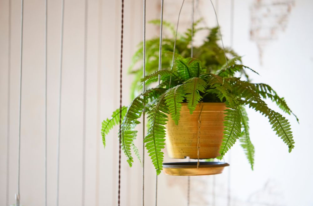 Boston Fern 12 Plants Safe For Cats With pictures [Indoor and Outdoor and Low Light]