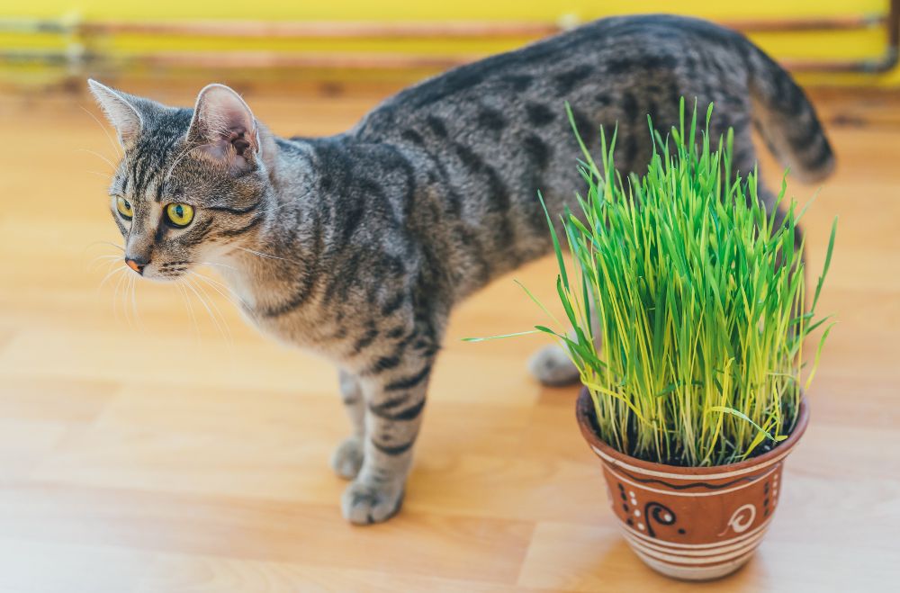 Cat Grass 12 Plants Safe For Cats With pictures [Indoor and Outdoor and Low Light]