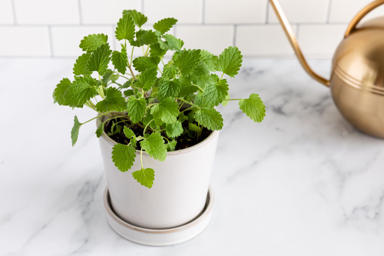 Catnip 12 Plants Safe For Cats With pictures [Indoor and Outdoor and Low Light]