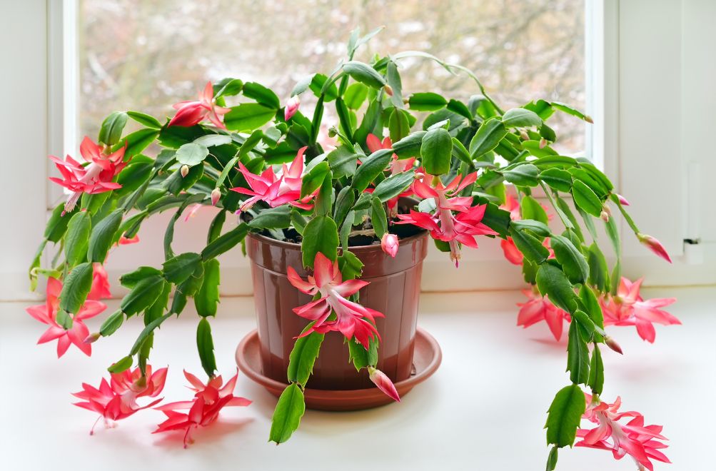 Christmas Cactus 12 Plants Safe For Cats With pictures [Indoor and Outdoor and Low Light]