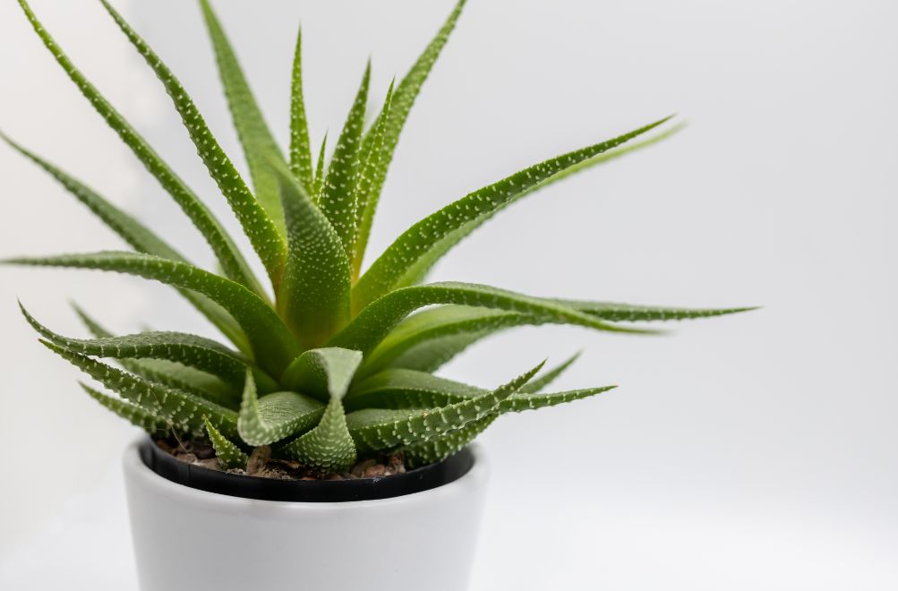 Hawthornia 12 Plants Safe For Cats With pictures [Indoor and Outdoor and Low Light]