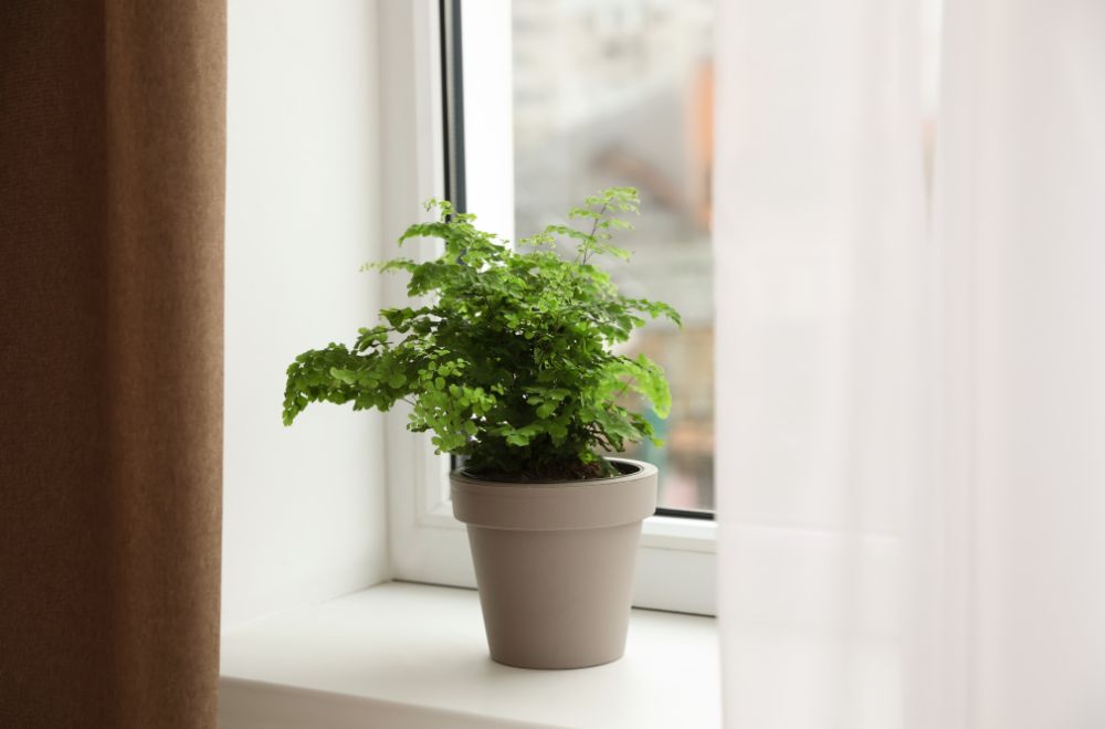 Maidenhair Fern 12 Plants Safe For Cats With pictures [Indoor and Outdoor and Low Light]