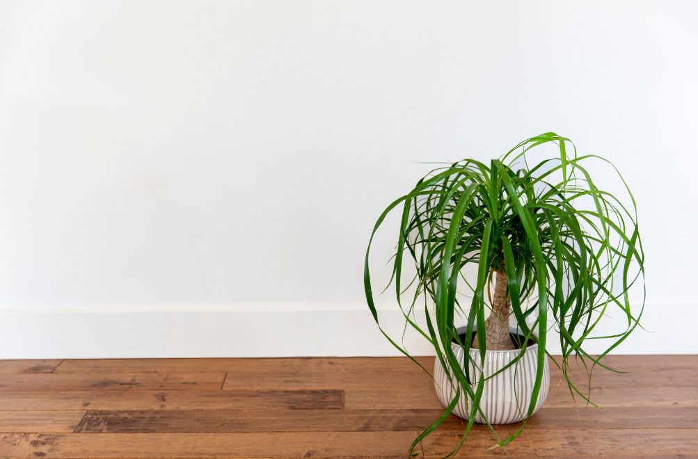Ponytail Palm 12 Plants Safe For Cats With pictures [Indoor and Outdoor and Low Light]
