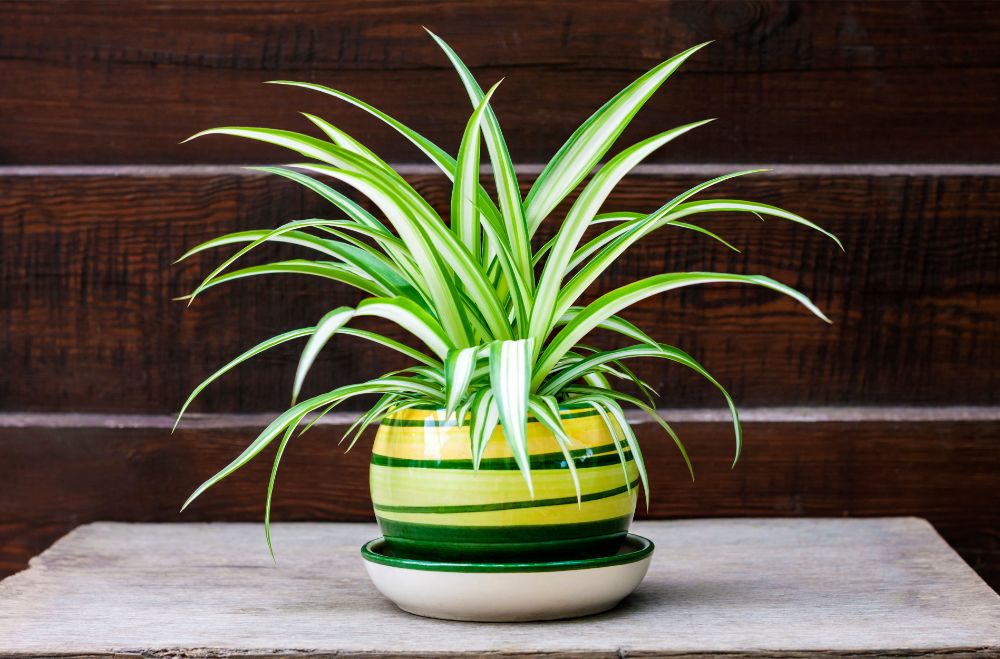 Spider Plant 12 Plants Safe For Cats With pictures [Indoor and Outdoor and Low Light]