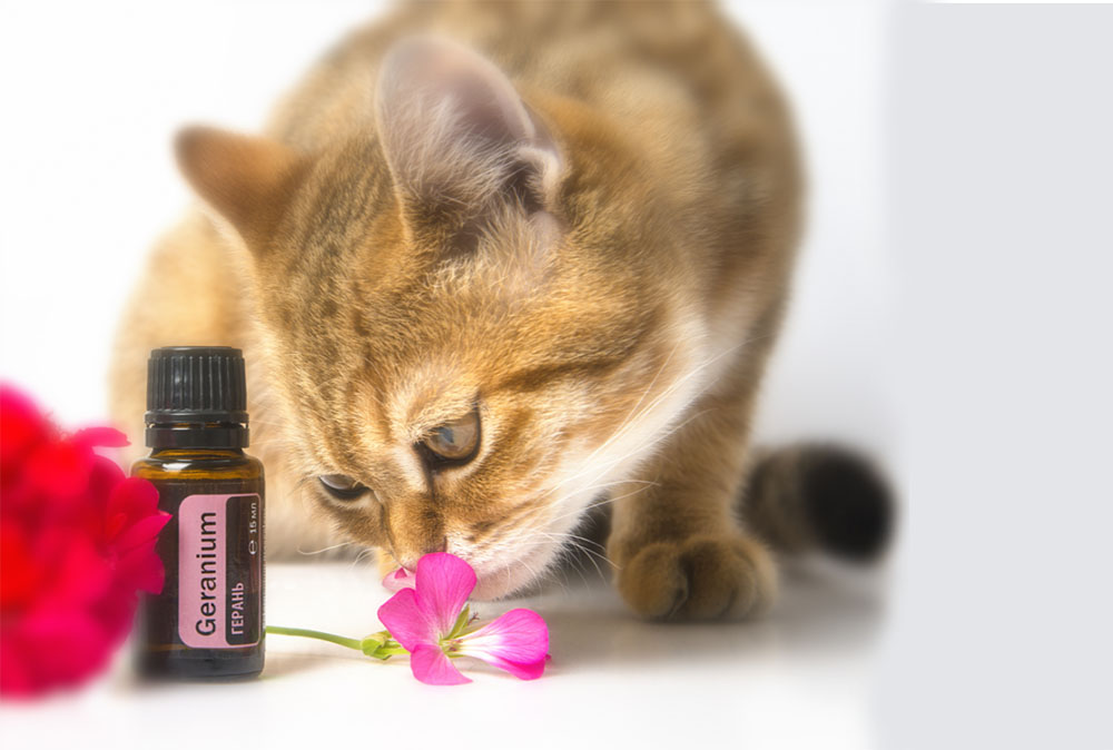 best essential oils safe for cats Best Essential Oils Safe For Cats [According to Vets]