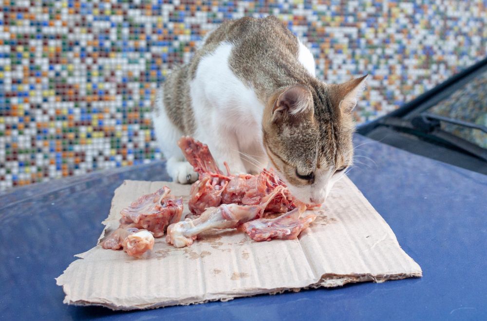 can cats eat chicken Can Cats Eat Chicken? [Raw, Cooked, Boiled, Rotisserie, And Canned]