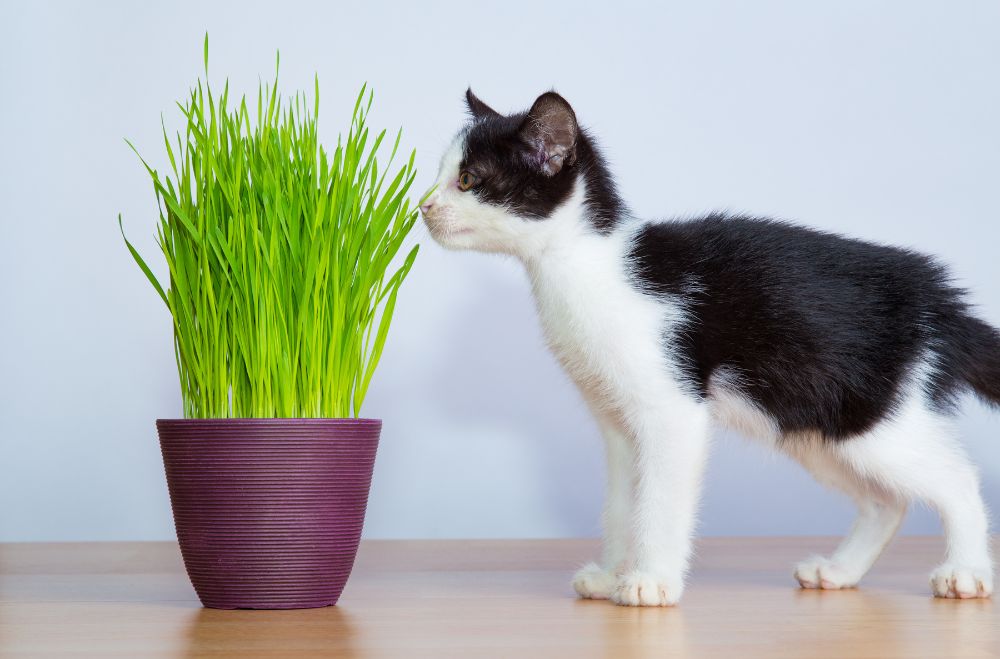 plants safe for cats 12 Plants Safe For Cats With pictures [Indoor and Outdoor and Low Light]