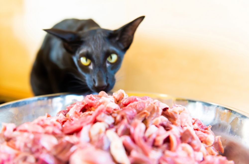 can cats eat bacon Can Cats Eat Bacon? [Raw, Cooked, Pork Bacon, or Turkey Bacon]