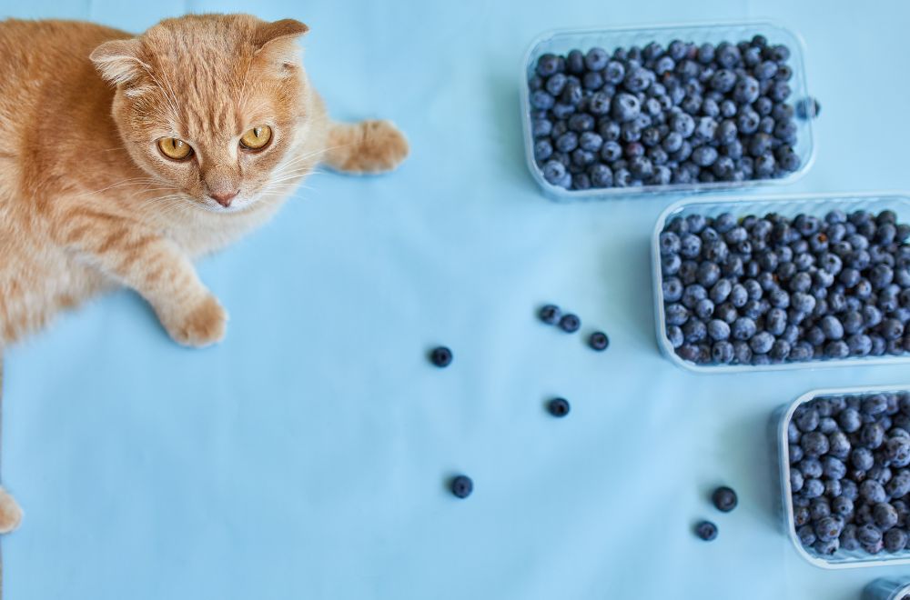 can cats eat blueberries Can Cats Eat Blueberries? [Fresh, Raw, Frozen, or Dried]